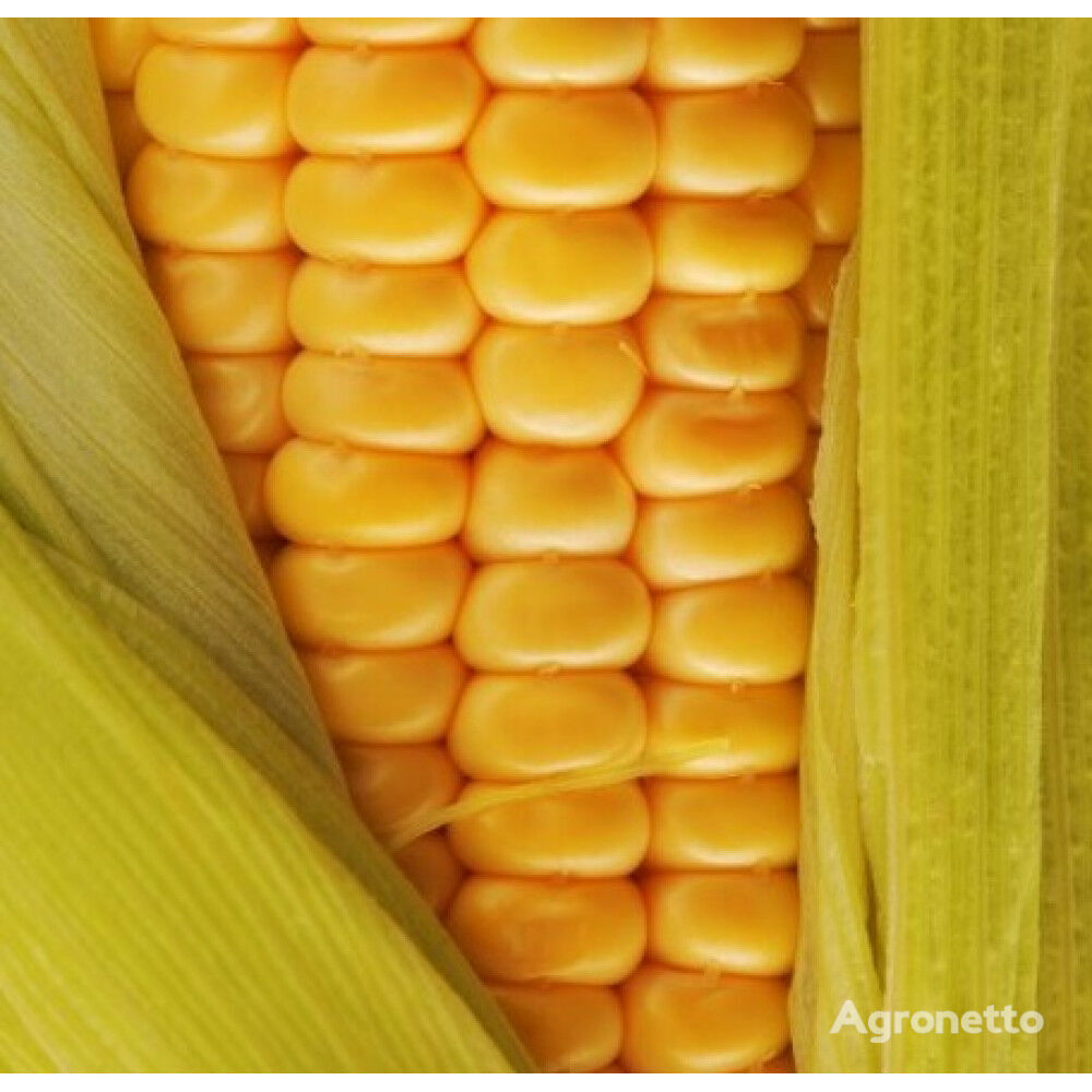 Kukurūzas sēklas Kremin 200 SV, FAO-210, raža - 2021