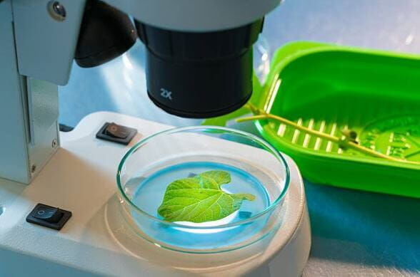Agro Smart Lab Augu sēnīšu slimības - slimību izraisošo patogēnu pārbaude